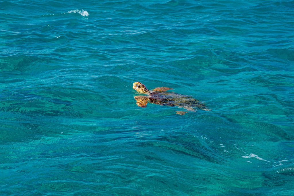 Zante Waves - Turtles